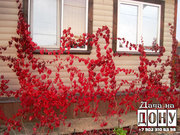 Сдаю дома для отдыха на самом берегу Дона