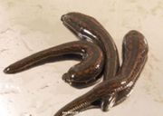 Медицинская пиявка , сертифицированная от 35 руб.