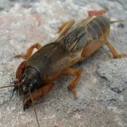 продам медведку