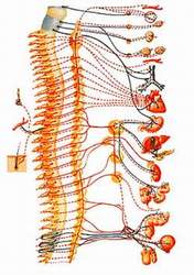  компьютерная диагностика организма