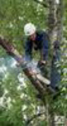 АльпСервис спил и обрезка деревьев