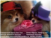 Дрессированные  Собачки  !  (Шпиц)