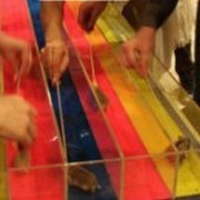  «Тараканьи бега/ хомячьи бега»