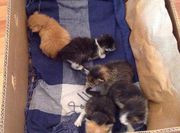 Помогите нашим братьям меньшим