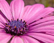 Шугаринг - кожа как у Богини. Эпиляция. Москва Ювао Люблино Марьино  