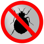 Выведение клопов,  насекомых в вашем доме