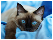 Глубокая чистка - химчистка ковровых покрытий,  мягкой мебели на дому  