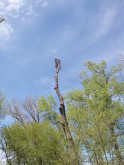 Спил деревьев любой сложности. Обрезка веток. Вывоз. Качественно и без