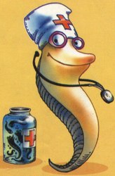 Гирудотерапия (лечение медицинскими пиявками)