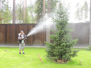 ЛЕЧЕНИЕ ДЕРЕВЬЕВ.