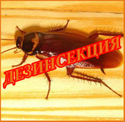 ДИЗИНСЕКЦИЯ В ТОМСКЕ