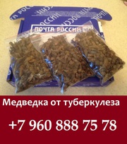 Медведка сушеная из Китая