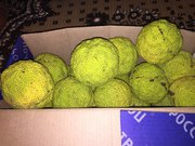 Плоды маклюры (адамово яблоко)