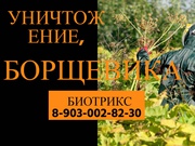 Уничтожение, обработка Борщевика в Серпухове